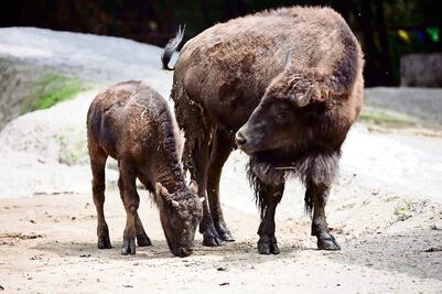 Otro bisonte de Chapultepec, grave tras caída 