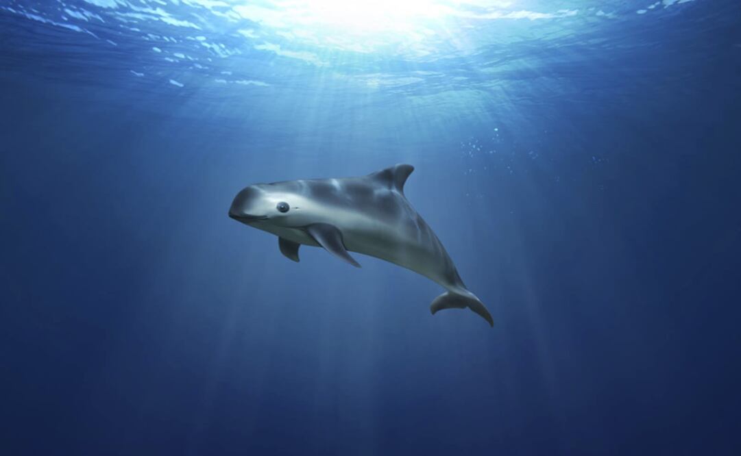 This illustration of a “Vaquita Marina”, provided by Greenpeace, shows an image of the highly endangered sea mammal swimming in the sea – Photo: Greenpeace via AP	