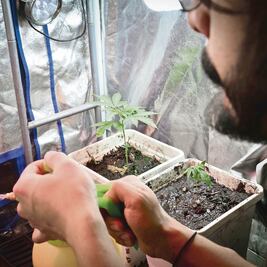 Hacen 3 cambios a plan para regular marihuana