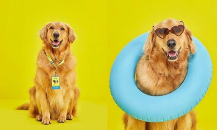 Tras crisis de Viva Air, ¿qué va a pasar con Waffles, mascota de la aerolínea?