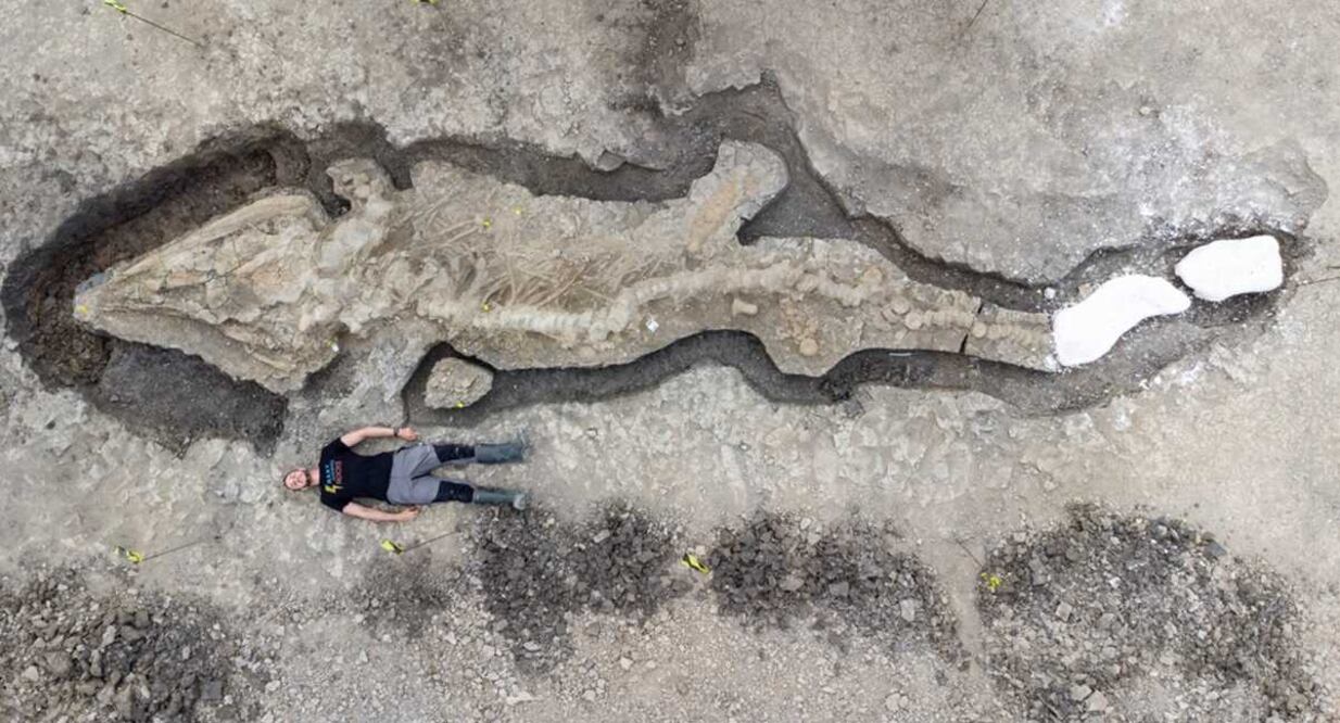 El esqueleto del Dragón Marino, en Inglaterra, es el más grande encontrado hasta ahora. Foto: Leicestershire & Rutland Wildlife Trust, vía Twitter 