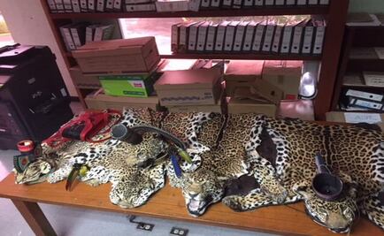 Aseguran adornos de danzante hechos con jaguares en Tepotzotlán, Edomex