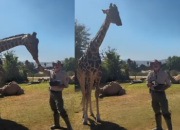 "Benito" explora su nuevo hogar para integrarse a la manada de jirafas en Africam Safari: VIDEO