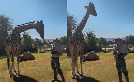 "Benito" explora su nuevo hogar para integrarse a la manada de jirafas en Africam Safari: VIDEO