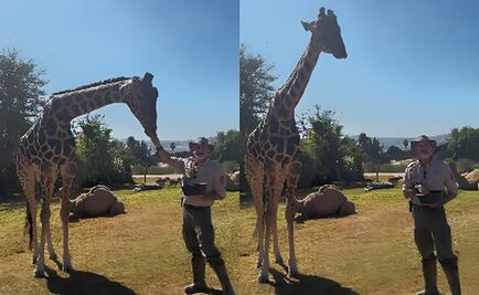"Benito" explora su nuevo hogar para integrarse a la manada de jirafas en Africam Safari: VIDEO