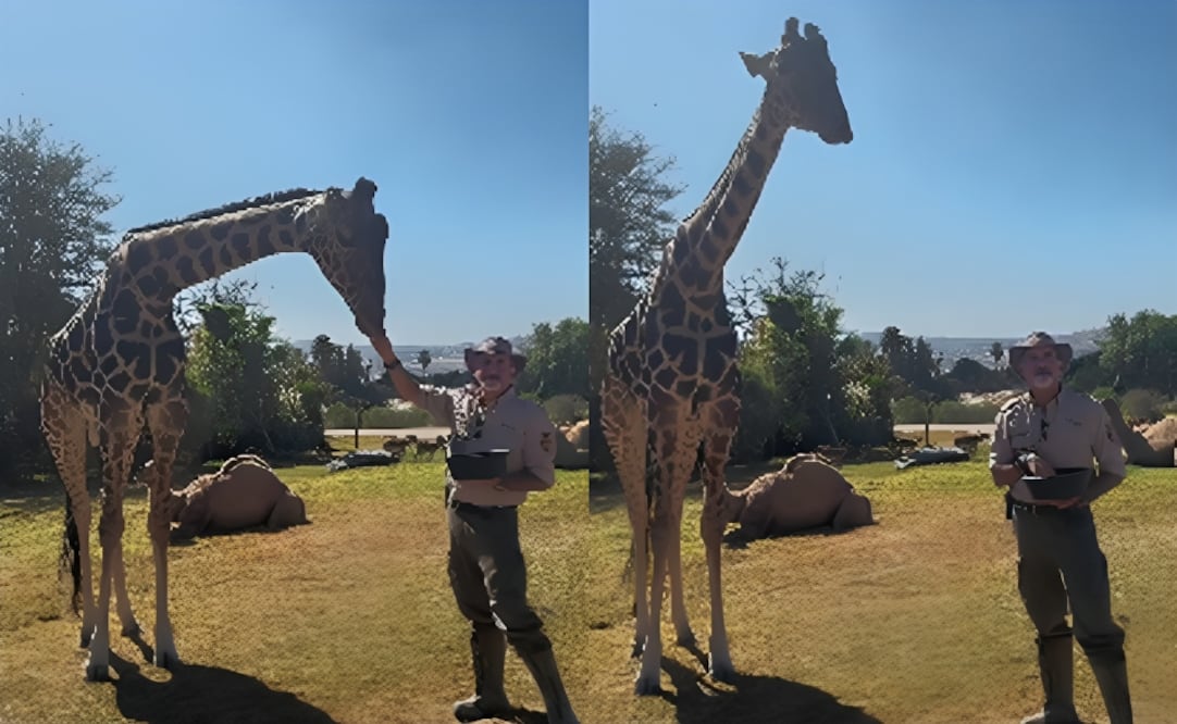 La jirafa "Benito" está listo para integrarse a su nueva familia. Foto: Captura de pantalla