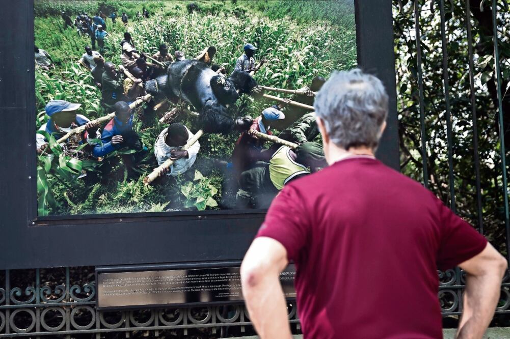 La muestra Nuestras Batallas contra la Extinción se exhibirá hasta el viernes 20 de abril. (FOTOS: CRISTOPHER ROGEL. EL UNIVERSAL)