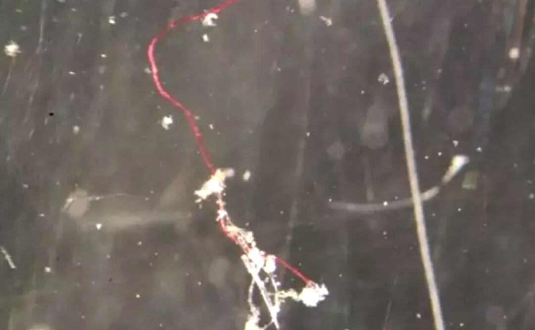 Foto: British Antarctic Survey vía Europa Press