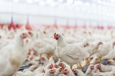 Pollo de engorda: de la granja a la mesa