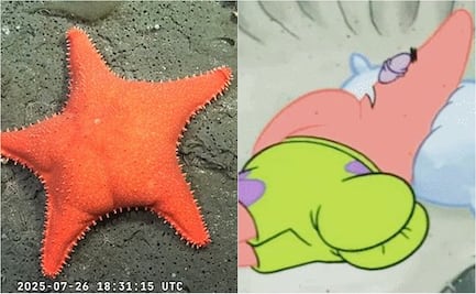 En expedición científica, captan una estrella marina con aspecto de Patricio Estrella 