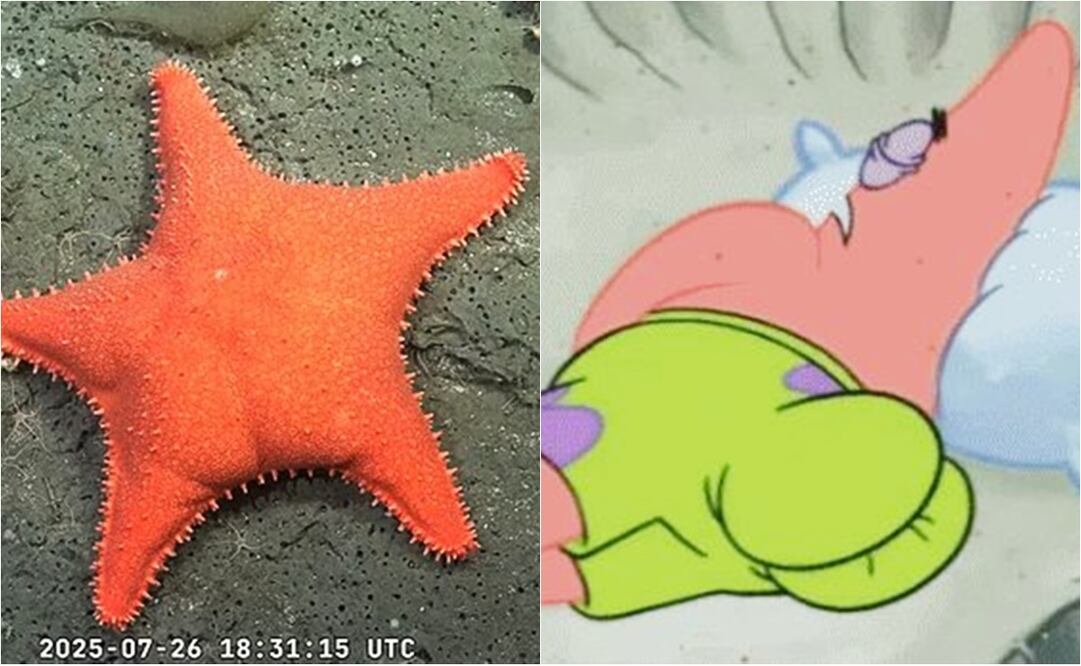 Estrella de mar, captada en una misión del ROV SuBastian, se asemeja al personaje animado Patricio Estrella.
Fotos: Schmidt Ocean Institute, vía YouTube & Especial