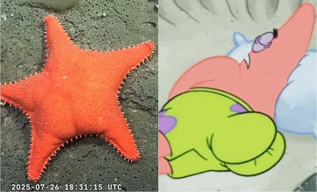 Estrella de mar, captada en una misión del ROV SuBastian, se asemeja al personaje animado Patricio Estrella.
Fotos: Schmidt Ocean Institute, vía YouTube & Especial