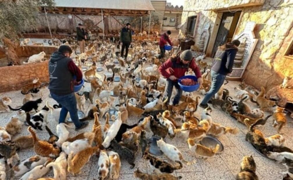 Santuario de gatitos rescata animales sin hogar ni familia por terremotos en Siria