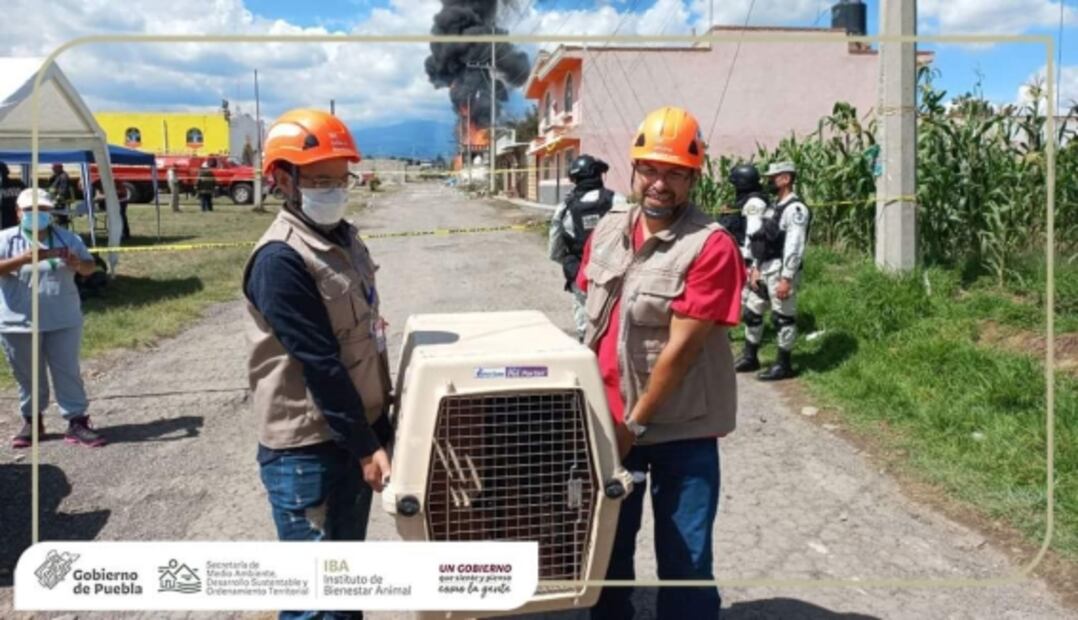 Rescatan a perro atrapado tras explosión de un ducto de Pemex en Amozoc