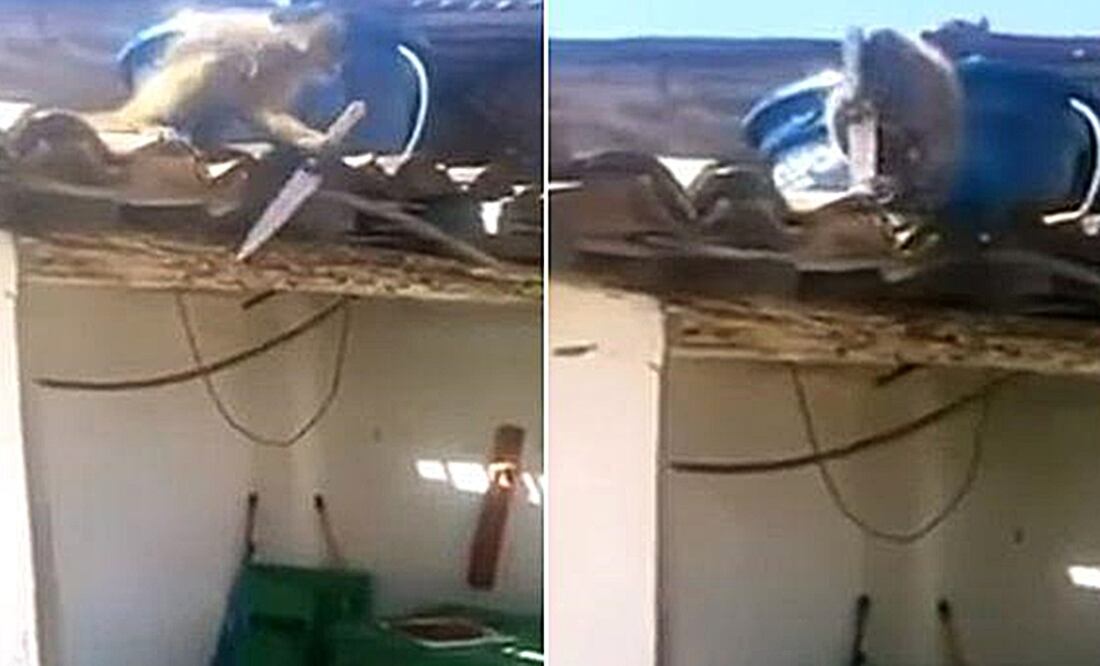 Mono 'ebrio' y con cuchillo causa pánico en Brasil