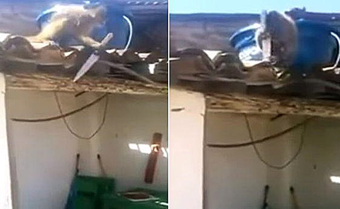 Mono 'ebrio' y con cuchillo causa pánico en Brasil