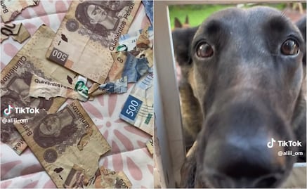 TikTok: Perrito se vuelve viral por destruir billetes de 500 pesos; usuarios lo defienden