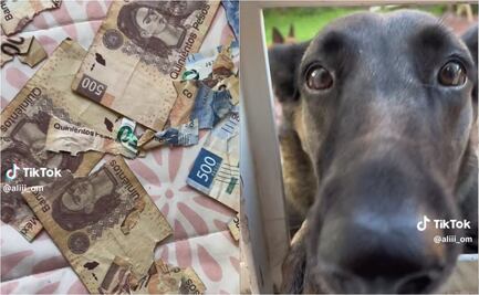 TikTok: Perrito se vuelve viral por destruir billetes de 500 pesos; usuarios lo defienden
