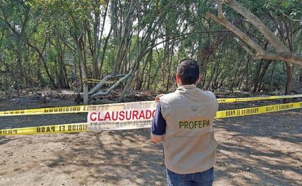 Mexico has 108 areas of critical deforestation