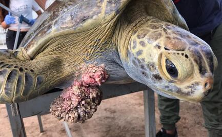 Hallan dos tortugas con enormes tumores en costas de Sinaloa