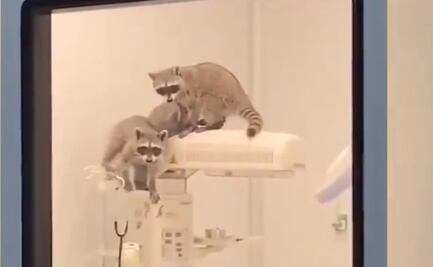 Captan a mapaches dentro de hospital del ISSSTE en Acapulco; aseguran ejemplares y autoridades descartan riesgos