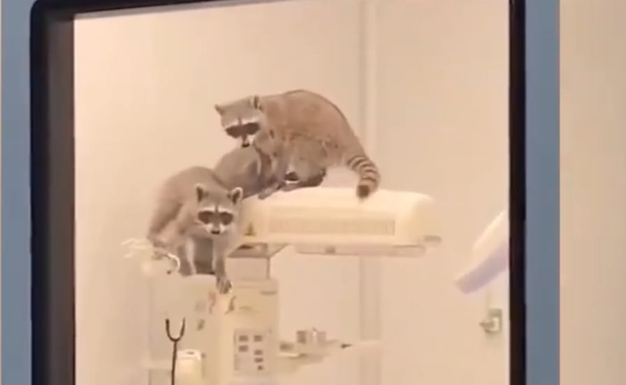 Captan mapaches en hospital del ISSSTE de Acapulco y autoridades descartan riesgos