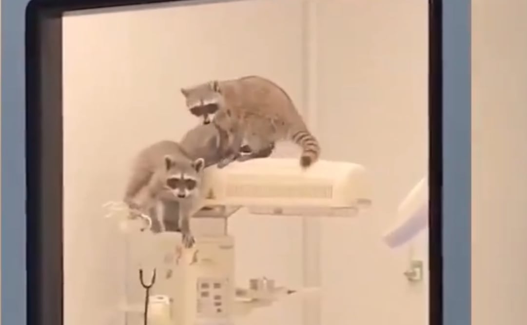 Mapaches en el área de quirófanos del Hospital Regional de Alta Especialidad de Acapulco del ISSSTE. Foto: Especial