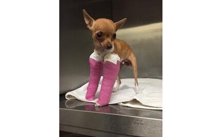 Abandonan en bote de basura a cachorro con patas rotas