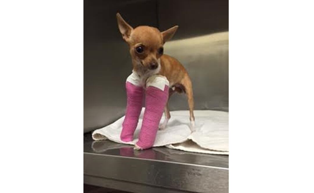 Foto: Santa Rosa Junior College Police Department