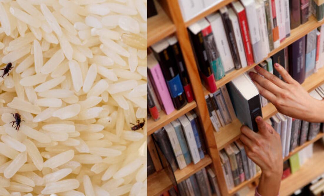 La biblioteca más antigua de Hungría trata de salvar 100.000 libros de una plaga de gorgojos. (14/07/25) Foto: iStock