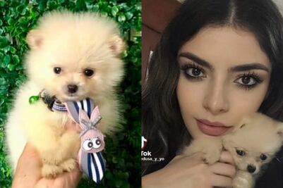 TikTok: Compra perrito pomerania y muestra cómo quedó "pelón"