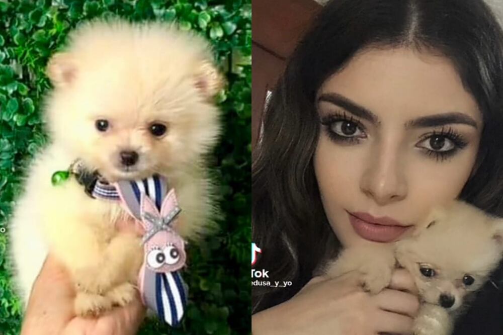 Los perros Pomerania atraviesan por diferentes procesos de muda de pelaje. Foto: Captura de pantalla tomada de TikTok @medusa_y_yo