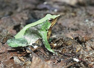 Anfibios y reptiles de México, en extinción