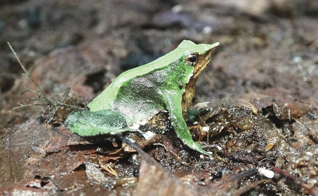 Los anfibios son la especie en mayor peligro de extinción, alrededor del 40%, seguido por los arrecifes de coral y los mamíferos marinos con 33%. Foto: Archivo EL UNIVERSAL