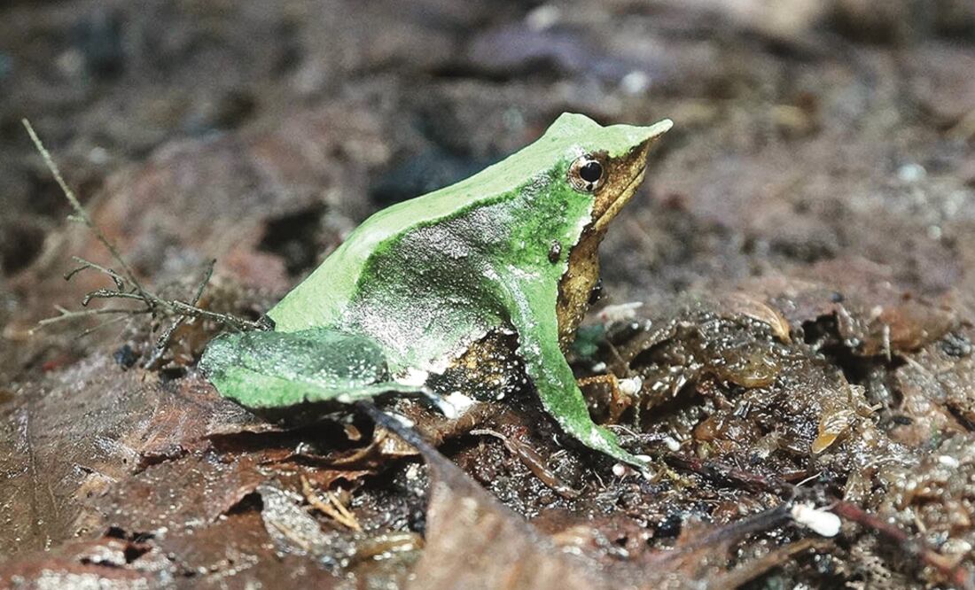 Los anfibios son la especie en mayor peligro de extinción, alrededor del 40%, seguido por los arrecifes de coral y los mamíferos marinos con 33%. Foto: Archivo EL UNIVERSAL