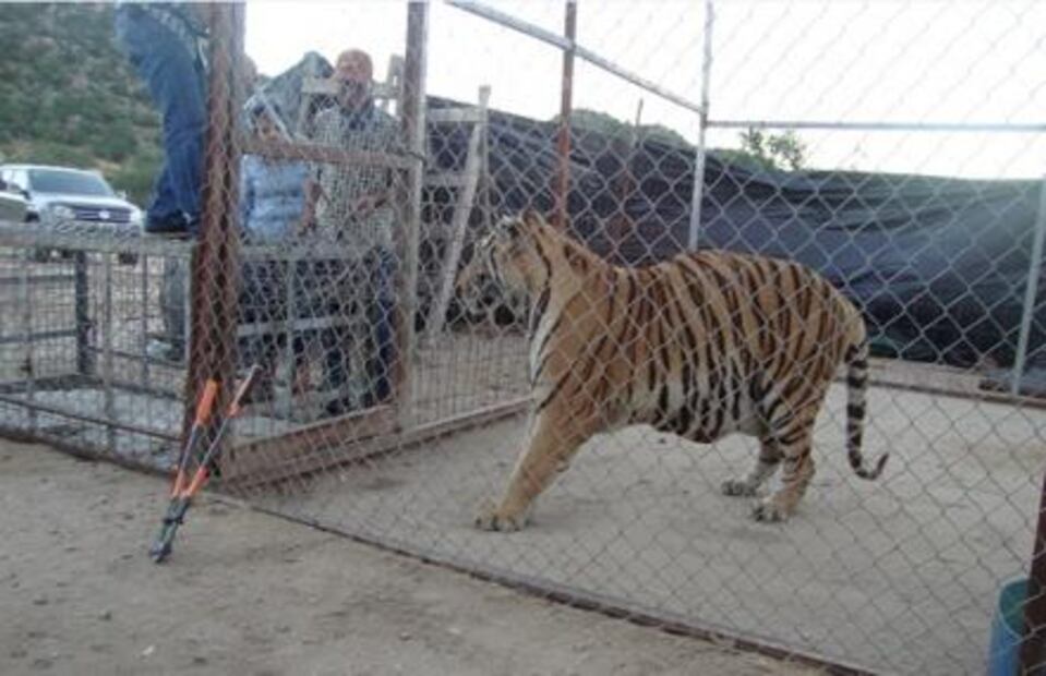 Reportan estable a niña mordida por un tigre en la cabeza en Sonora