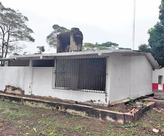 Gobierno destina más de 200 mil pesos en limpiar excasa de AMLO