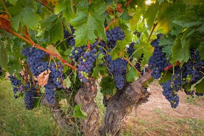 Los vinos nuevos del Viejo Mundo 