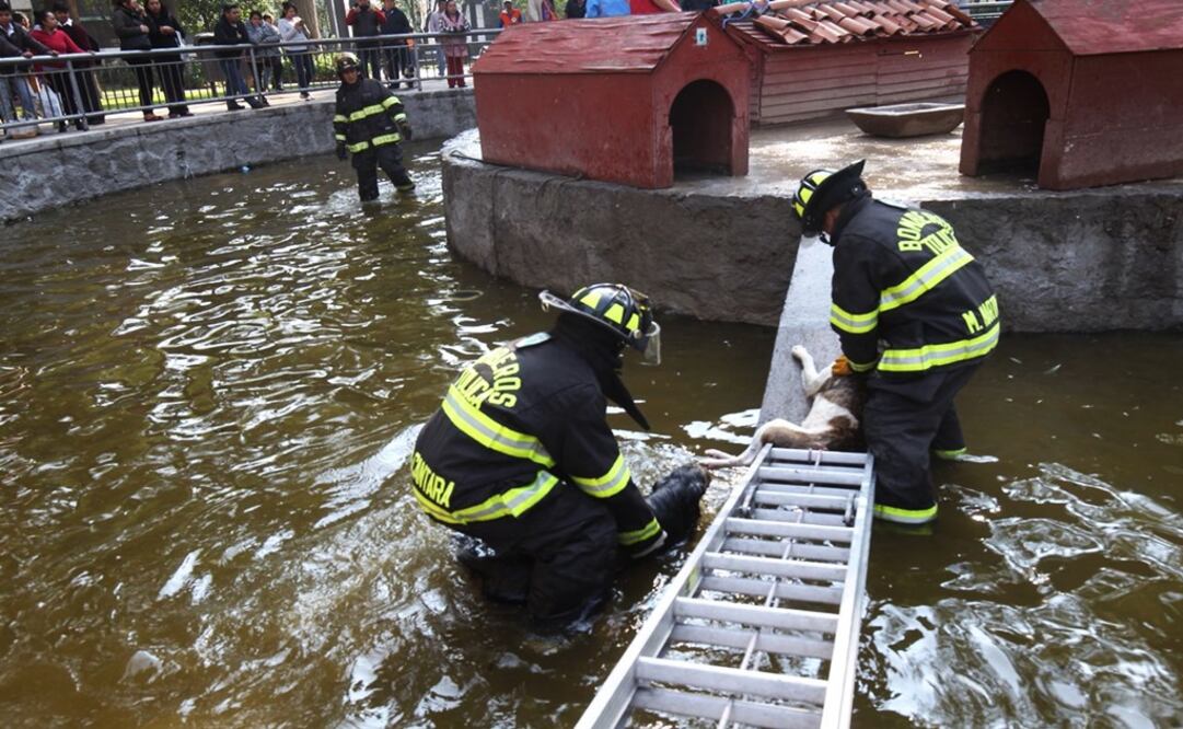 Jauría devora varios patos de la Alameda de Toluca. Foto: Jorge Alvarado/EL UNIVERSAL
