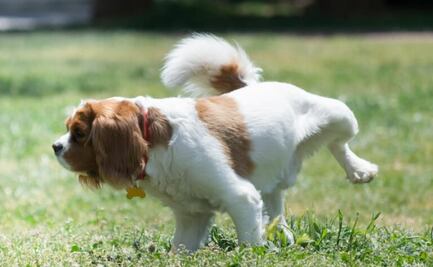 Estos son los olores que atraen a los perros para hacer del baño; esto dice etóloga