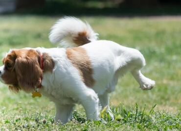 Estos son los olores que atraen a los perros para hacer del baño; esto dice etóloga