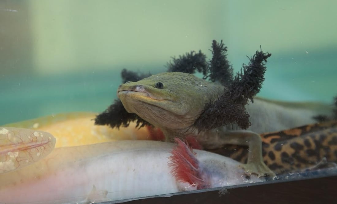 Parque Sierra Morelos y refugio Axolcatzin conmemoran el Día del Ajolote en Toluca Foto: Especial