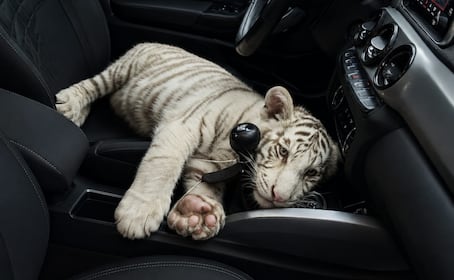 ¡Chistosito! Detienen a un sujeto que viajaba con una cría de tigre de Bengala blanco en Iztapalapa