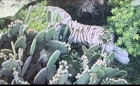 Edomex