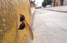 Oaxaca