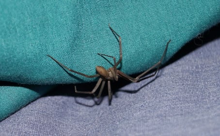 Temporada de araña violinista 2026: Meses de riesgo y síntomas