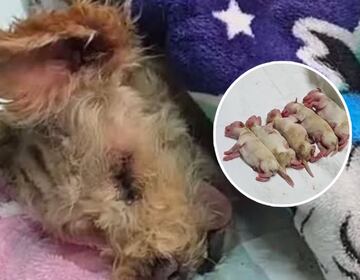 Cereza, perrita sobreviviente a explosión en Puente de la Concordia lucha por su vida y la de sus cachorros