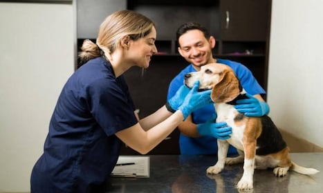 RECEPCIONISTA CONSULTORIO VETERINARIO NAPOLES CDMX