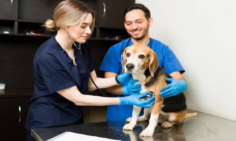 MEDICO VETERINARIO
