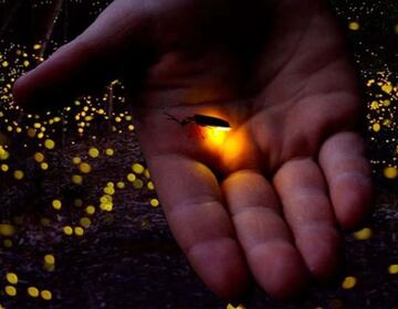 UNAM tendrá un festival de luciérnagas gratis; fecha y horario